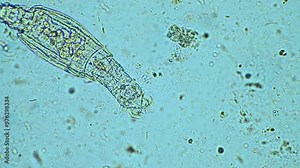 soil microorganisms under the microscope. farmer collecting soil samples in a test tube in a field. Agronomist checking soil carbon and plant health on a farm