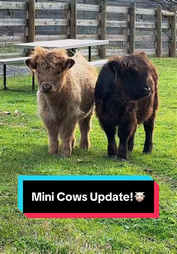 Mini Cows Update at Our Mini Farm!🐮