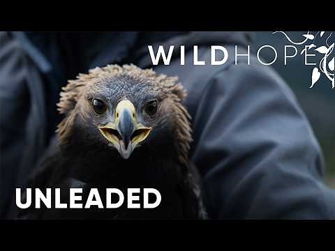 How Going Lead-Free Can Save Golden Eagles | WILD HOPE