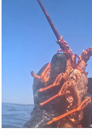 Diving for Southern Rock Lobster: A Personal Journey