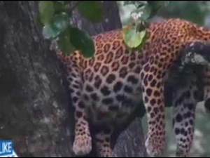 Leopard swallowed my friend....leopard pregnant vore!