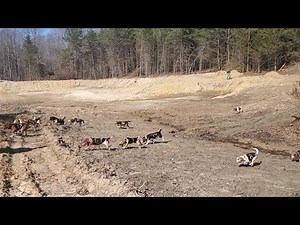 King Of The Cottontail!!! Rabbit Dog Trail!! (2023) Young Bucks Hunt Club!!!