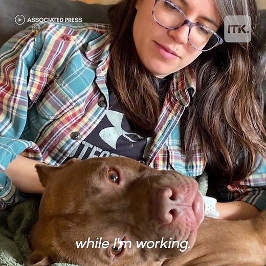 165K views · 194 reactions | People are housing pets in need as they work from home  | Yahoo | Facebook