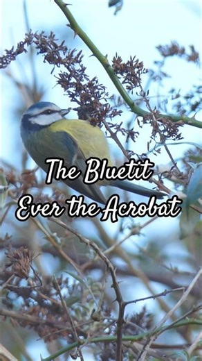 The Beautiful Bluetit, Ever the Acrobat