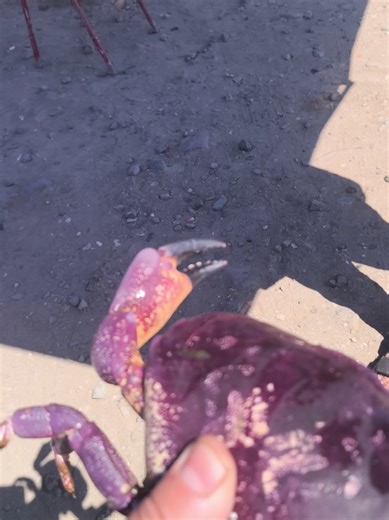 Videos de Rafael..🇨🇱..PiyoVera (@rafaelvera2024) con “Robotech (Battle Stations) - DPinilla”