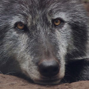 Wild. Not Wicked. http://bit.ly/zephyr-wolf | Wolf Conservation Center