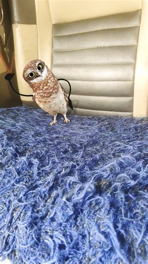 👉 “This owl is crazy 😳”🦉 Owl Dance Meme | Funny Animals"#SnapchatOwl #OwlDance #funnyshorts