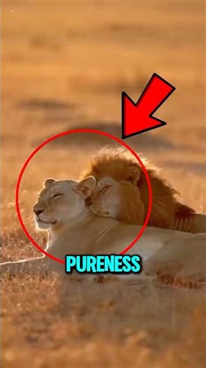 These Animals Prove Love Exists in the Wild!😱