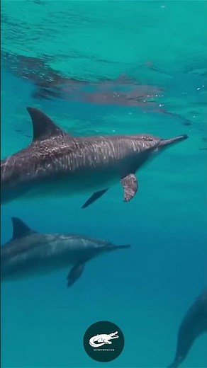 Striped Dolphin – The Ocean’s Painted Acrobat 🐬🎨🌊