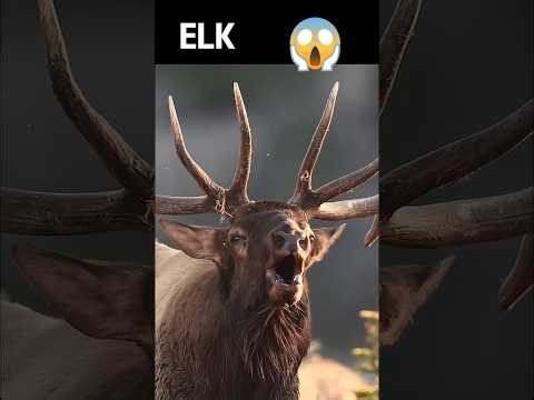 Creepiest Animal Sounds in the Wild pt2