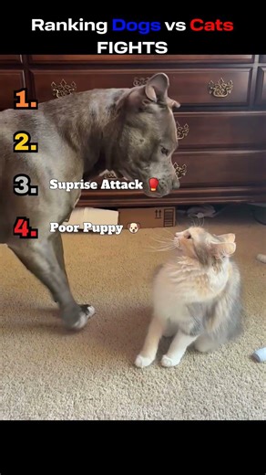 Ranking Dogs vs Cats