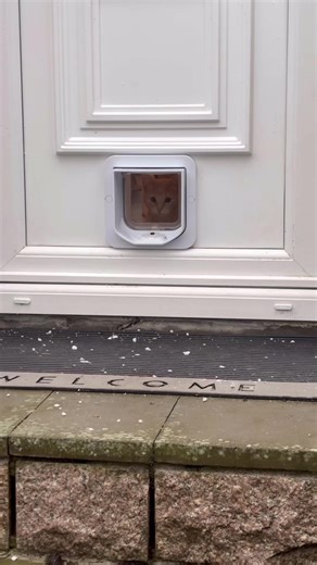 When to Let Your Kitten Outside: Safe Tips and Training