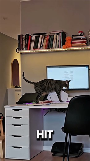 Why Does Your Cat Keep Knocking Things Over? 🐱 The Real Reason