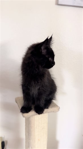 #mainecoonkittens#blackmainecoon#mainecooncalifornia#usamainecoonkitten#mainecoonvattery