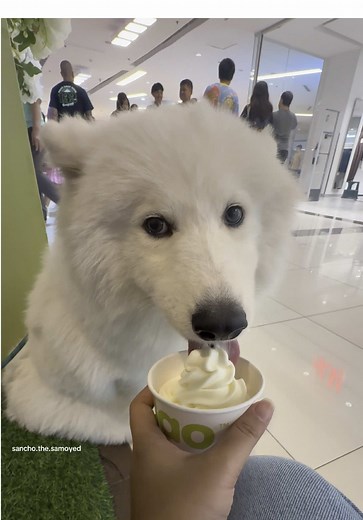 Adorable 8-Month-Old Samoyed Puppy Celebrates Birthday