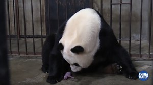 26K views · 81 shares |  A giant panda named Yongyong in Xi’an, Shaanxi province, successfully gave birth to a female #panda cub last week. It was the first panda to be born this year at the Qinling Panda Research Center. | China Daily | Facebook