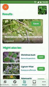 12 reactions | PlantSnap.com identifies Logwood (Haematoxylum campechianum), a species of flowering tree in the legume family, Fabaceae, that is native to southern Mexico and northern Central America. | PlantSnap | Facebook