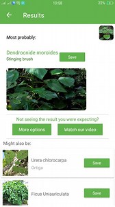 PlantSnap.com identifies Stinging brush (Dendrocnide moroides), a large shrub native to rainforest areas in north half of eastern Australia, the Moluccas and Indonesia.[ | PlantSnap | Facebook