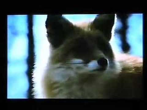 The Glacier Fox - Vagabond