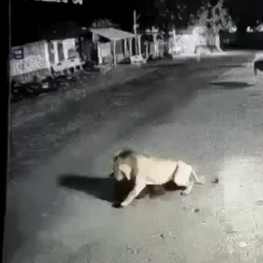 10K views · 205 reactions | Please take care of your pet#wildanimals #lion #cow #animals | SbdmLove Mony 99544 | Facebook