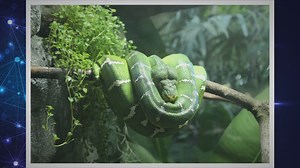 How to Safely Get Rid of Mites on a Snake