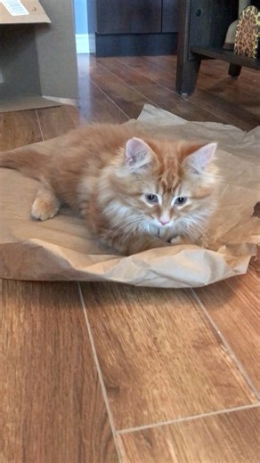 69K views · 7.2K reactions | #Throwback to the one and only Crazy Kitten Pants Pudding 浪李 | The Oreo Cat | Facebook