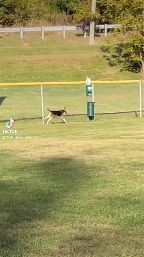 🐾 Meet Walker — The Life of the Paw-ty! 🐾 If you’re looking for a buddy who’s always up for fun, adventure, and good vibes, Walker’s your guy! This handsome hound loves going for walks (it’s in the name 😉), playing with toys, and showing off his goofy, tail-wagging charm. He’s got the best mix of energy and sweetness — ready to hit the trails one minute, then chill out for cuddles the next. 🐶💤 Walker’s been winning hearts left and right here at the shelter, but what he really wants is to wi