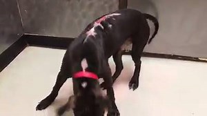 34K views · 1.1K reactions | FONZIE (A163926) NEEDS A HOME! He is a...