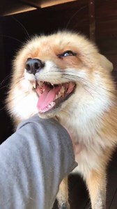 *This week on House Hunters* Will the fox choose the spacious log cabin style dog house? (Volume up for maximum cuteness) | Juniper Fox