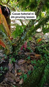 Sanitary Pruning (Cacao) – Simple Explanation Sanitary pruning is the regular removal of diseased, damaged, dead, infected, or pest-infested parts of the cacao tree. The goal is to keep the tree clean, healthy, and productive. What you remove during sanitary pruning: Dead branches / dead twigs Diseased branches or leaves (VSD, canker, black pod–infected cherelles) Insect-damaged parts Dry, decayed, or broken wood Low chupon (suckers) that steal nutrients Water sprouts growing in wrong direction 