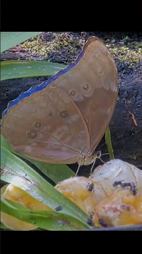 Blue Morpho Butterfly Flashes Iridescent Blue Wings While Navigating Fruit Feeder