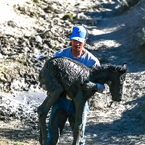 1.3M views · 10K reactions | Cette maman, une jument sauvage, n'a jamais abandonné son bébé  ❤️ | Newsner Français | Facebook
