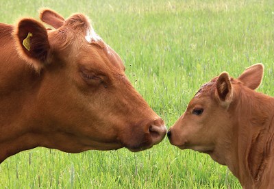 Pregnant Cow Nutrition: The Last Trimester