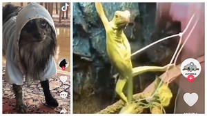 30 Funny Animal TikToks We Can't Get Enough Of