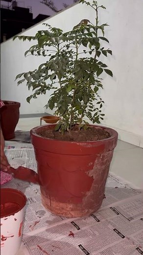 🌿 Plant Care Routine | Grow Healthy & Happy Plants 🌿