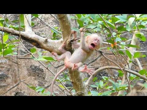 Cute Baby Monkey Steely learn climb the tree Mama Stephanie Caring her