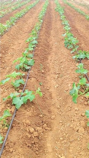 Advanced Cucumber Farming: Optimizing Growth with Drip Irrigation#‪@farmeringtube‬