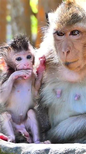 Adorable Baby Monkeys: The Cutest Moments