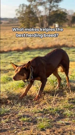 What is it that makes Australian Kelpies one of the best herding breeds in the world? 💪 #kelpie