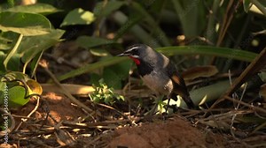 Chinese Rubythroat rare birds and migration birds in Thailand and Southeast Asia.