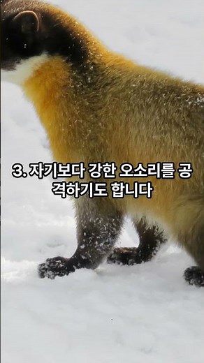 나만 몰랐던 담비의 특징 4가지