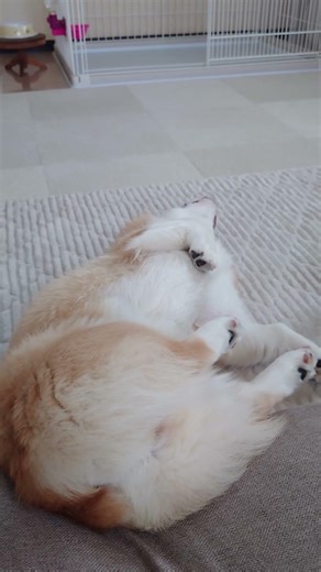2026.4 えまは9ヶ月🐶#記録用#コーギー#コーギー犬#犬のいる暮らし#癒し #ウェルシュコーギー#パピコギ#パピー#dog#welshcorgi#ASMR