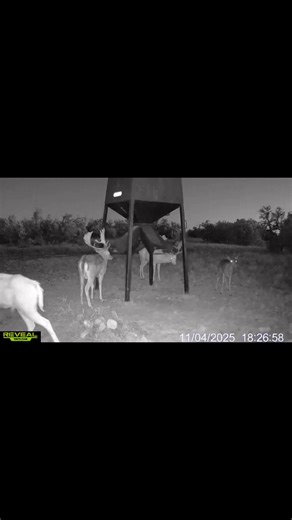 4.4K views · 59 reactions | Prime spring dates, incredible trophy quality, and plenty of bonus animals available to make the most of your hunt. Come for the fallow — leave with more. Limited openings available. Book your spring hunt today!  Call/Text to get on the books (979) 877-8348 | South Texas Hunting Outfitters | Facebook