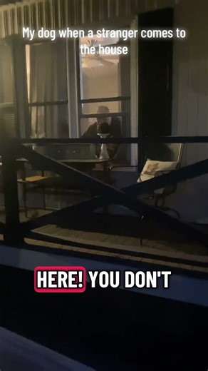 My dog when a stranger comes to the house. #funny #dog #guarddog #funnyreels #comedy #comedyshorts