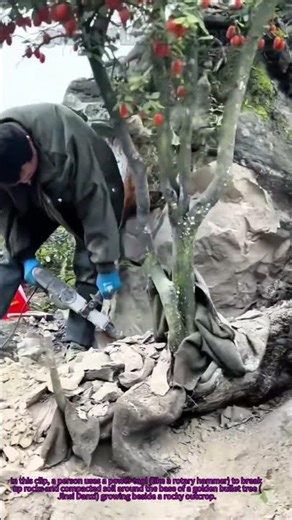 Digging Wild Golden Bullet Tree for Bonsai #Bonsai #WildPlant #GardeningHacks