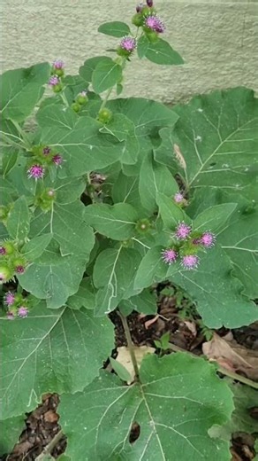 우엉(Burdock)꽃 캐나다 전역에서 야생으로자라는.. #캐나다 퀘벡 몬트리올