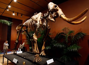 How DNA revealed the woolly mammoth's fate – and what it teaches us today