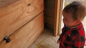 8.6K views · 290 reactions | Landon doesn't like the chickens, but insisted on seeing them anyway.... Turn your sound on for his hilarious reaction! (And don't worry, he's not overly traumatized lol.) | Goat Milk Stuff | Facebook