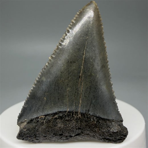 Fossil White Shark Tooth, Serrated Carcharodon Carcharias, South Carolina (2.03") - Etsy