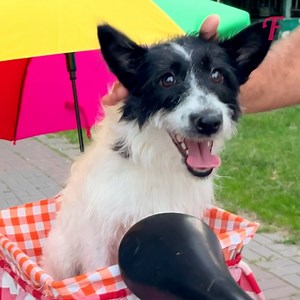 Fahrradtouren werden für einen besonderen Hund dank eines Retters zur Freude. | Fabiosa Top-Lifehacks